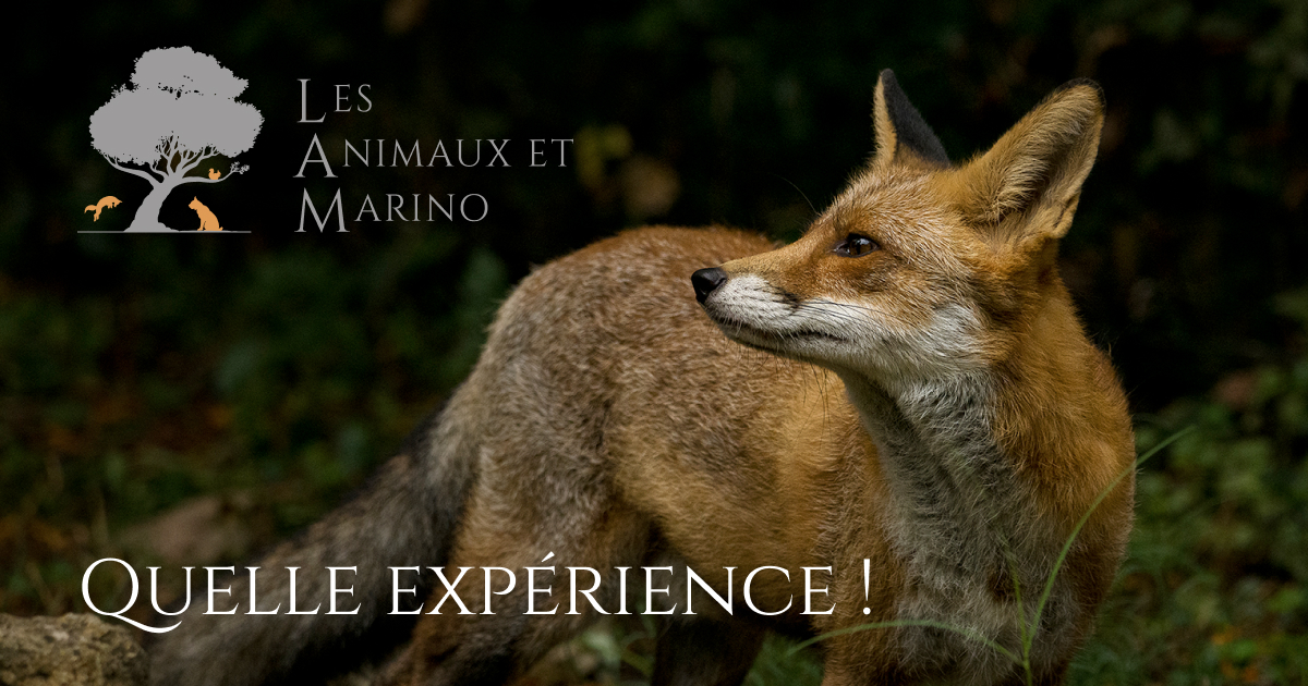 Les animaux - Les Animaux et Marino